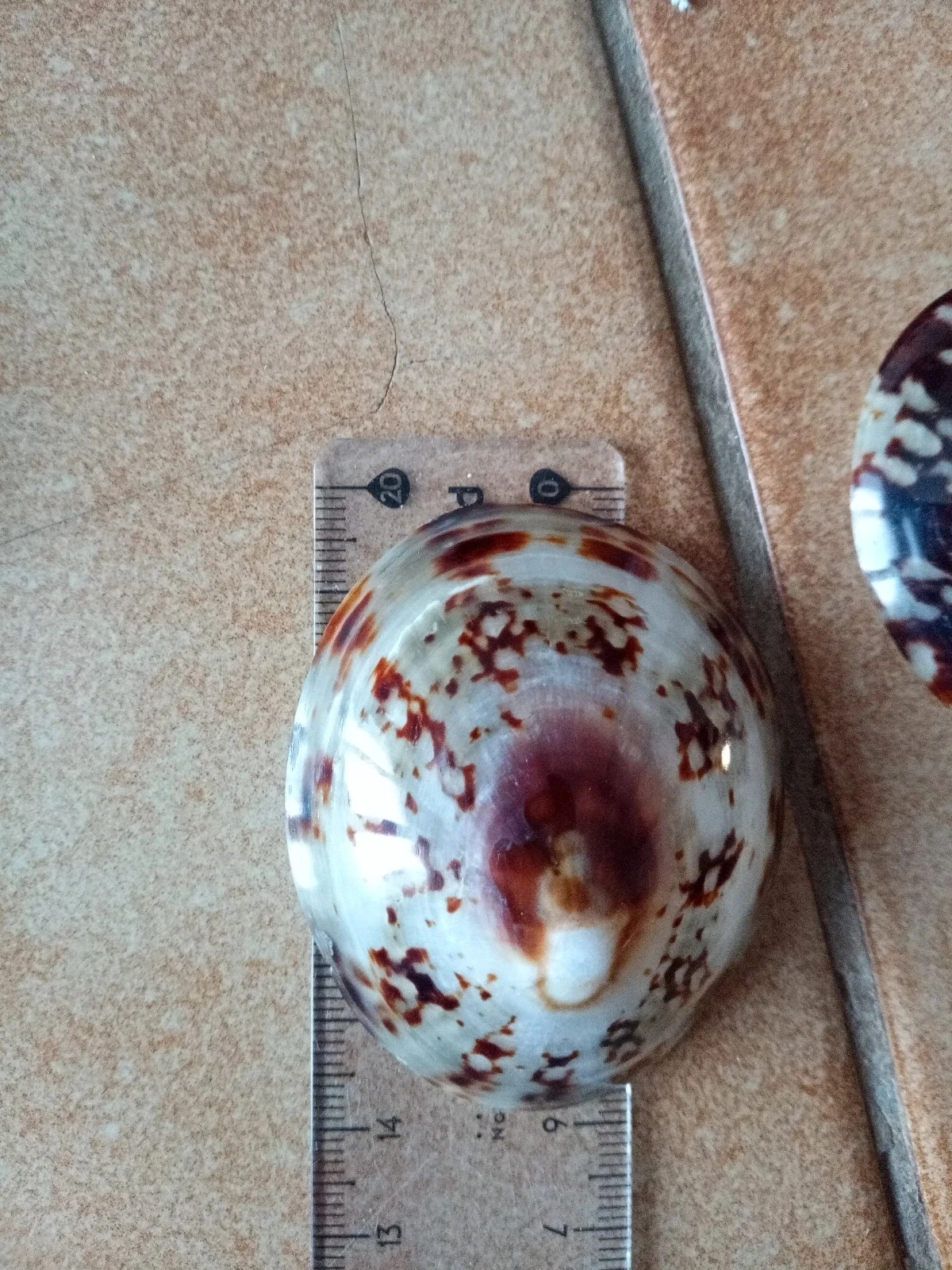 Breastfeeding shells – photo 9